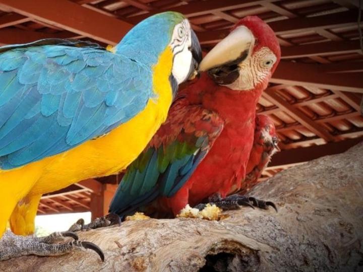Pousada Recanto Dos Passaros Balsas Екстер'єр фото