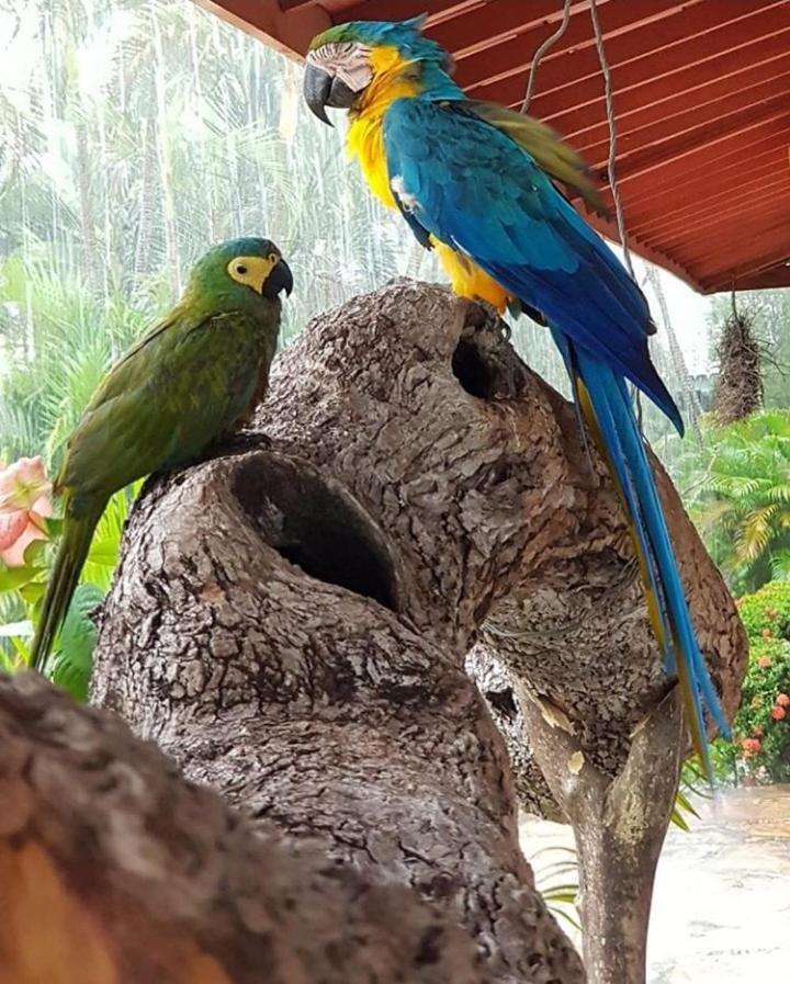 Pousada Recanto Dos Passaros Balsas Екстер'єр фото